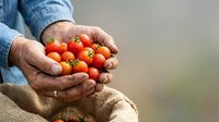 Farmer's hands holding fresh ripe red tomatoes from harvest, agricultural produce for cooking and healthy eating.
