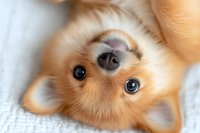Adorable Pomeranian puppy lying on white blanket with sweet expression, close up portrait focusing on bright blue eyes and black nose, soft ginger fur.