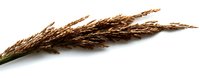 Dried grass seed head isolated on white background, ready for design use in botanical illustrations, nature graphics, and educational materials.