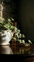 Trailing ivy plant in white ceramic pot on wooden table with dramatic sunlight and dark moody background, suitable for home decor and interior design projects.