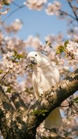 White cockatoo perched on blooming cherry tree branch with pink flowers against blue sky background. Spring wildlife scene with tropical bird in natural habitat.