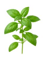Fresh green basil herb sprig with vibrant leaves isolated on white background, ready for culinary, cooking, and food design projects.