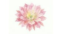 Pink lotus flower with layered petals and yellow center, isolated on white background. Suitable for botanical designs, wellness graphics, and decorative applications.