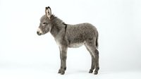 Young gray donkey foal standing in profile on white background, isolated farm animal ready for design projects and educational materials.