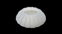 White sea urchin shell isolated on transparent background, ready for t-shirt design, stickers, clipart, print on demand, sublimation, and digital crafts.