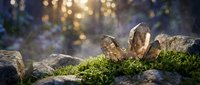 Mushrooms growing on moss-covered rocks in forest with golden sunlight filtering through trees creating magical bokeh background atmosphere.