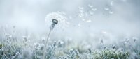 Dandelion seedhead dispersing seeds in misty morning light among frost-covered grass and wildflowers, symbolizing nature's renewal and transience.