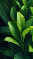 Fresh green plant leaves with morning dew drops in natural light creating vibrant botanical background for wellness and nature concepts.