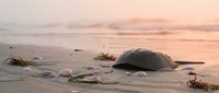 Sea turtle returning to ocean after nesting on sandy beach at sunset with seaweed and shells scattered around creating peaceful wildlife scene.