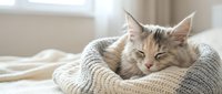 Adorable tabby kitten sleeping peacefully in cozy knitted blanket by sunny window. Soft natural lighting creates warm atmosphere for pet care content.
