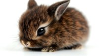 Adorable brown baby bunny with soft fur and bright eyes lying on white background, isolated studio shot for pet care and Easter season designs.
