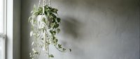 Hanging pothos plant in macrame planter by window with natural light creating shadows on textured wall for modern bohemian home decor and indoor gardening.