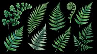 Fern leaves and fronds isolated on transparent background, ready for t-shirt design, clipart, stickers, sublimation, print-on-demand products and digital crafts.
