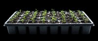 Seedling tray with young green plants in black plastic cells, isolated on transparent background. Ready for clipart, print-on-demand, t-shirt design, and sublimation projects.