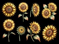 Sunflower collection featuring eight blooms in various stages with golden petals, brown centers, and green leaves isolated on transparent background. Ready for t-shirt designs, clipart, stickers, sublimation, print-on-demand products, and digital crafts.