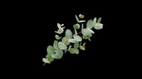 Eucalyptus branch with green leaves isolated on transparent background, ready for t-shirt design, clipart, stickers, sublimation and print-on-demand projects.
