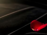 Single red rose petal on dark wooden surface with dramatic lighting creating romantic mood for Valentine's Day or love concepts.
