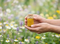 Hands holding glass jar filled with golden pollen or bee pollen granules against blurred wildflower meadow background. Harvesting, natural wellness, apiculture concept.