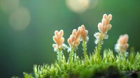Delicate orange moss sporophytes with morning dew drops against blurred green background, macro nature photography in soft morning light.