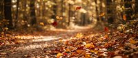 Autumn leaves falling on forest path with warm golden sunlight filtering through trees creating magical seasonal atmosphere for nature backgrounds.
