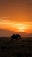 Majestic elephant silhouette walking across African savanna grassland during golden hour sunset with dramatic orange sky and mountain ranges in background.