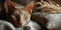 Gray domestic cat with amber eyes resting on beige knitted blanket in warm sunlight. Cozy pet portrait showcasing feline comfort and relaxation at home.