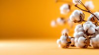 Cotton branch with fluffy white bolls on warm orange background for natural textile and organic farming concepts.