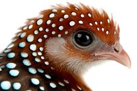 Close-up macro shot of spotted tragopan pheasant head showing detailed feather pattern, eye, and beak against white background. Suitable for nature publications.