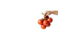 Fresh red tomatoes on vine held by hand isolated on white background for healthy cooking and organic food concepts.