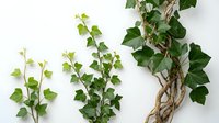 Climbing ivy plant with green heart-shaped leaves on twisted woody stems isolated on white background, suitable for interior design, botanical illustrations, and decorative projects.