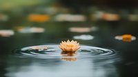 Peaceful orange water lily floating on dark pond surface with concentric ripples, creating serene zen atmosphere for wellness and meditation concepts.