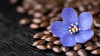 Single blue flax flower with delicate petals against brown flax seeds on dark background, macro photography showing intricate botanical details and natural textures.
