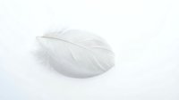Single white feather lying on clean white background, soft natural texture with delicate barbs, minimalist composition for peaceful design projects.