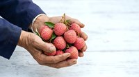 Fresh ripe lychees held in weathered hands against white wooden surface, showcasing tropical fruit harvest and natural produce for culinary and agricultural use.