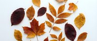 Autumn leaves collection in warm colors isolated on white background for seasonal design projects and fall decorations.