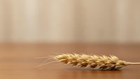 Golden wheat ear lying on wooden surface with soft beige background for agricultural and organic food concepts.