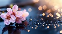 Pink cherry blossom flowers with water drops on dark reflective surface against blurred bokeh lights creating dreamy spring atmosphere. Macro photography.