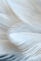 Delicate white feather macro showing soft texture and intricate barbs detail against light background, creating ethereal natural pattern for wellness designs.