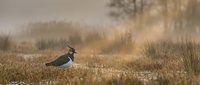 Lapwing bird standing in autumn wetland marsh with golden morning light and bare trees creating peaceful wildlife scene for nature photography projects.