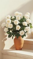 Fresh white roses arranged in terracotta vase on white shelf, casting soft shadows against beige wall, elegant floral composition with green foliage.
