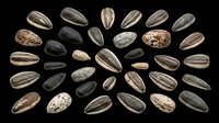 Sunflower seeds isolated on transparent background, ready for clipart, print-on-demand designs, t-shirt graphics, stickers, sublimation projects and digital crafts.