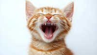 Ginger tabby kitten yawning widely showing teeth and pink tongue against white background, expressing tiredness or happiness in amusing facial expression.