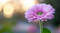 Pink gerbera daisy flower in soft focus with natural bokeh background, green stem and leaf detail, morning sunlight creating dreamy atmosphere.