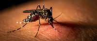 Close-up macro shot of Aedes aegypti mosquito feeding on human skin, showing detailed insect anatomy and blood-sucking behavior for medical education.