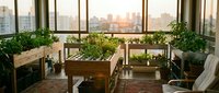 Urban balcony garden with wooden raised beds growing fresh herbs and vegetables against city skyline backdrop during golden hour sunset lighting.