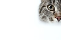 Close-up portrait of tabby cat face with green eyes on white background. Half face showing whiskers, fur patterns and feline features for pet care designs.