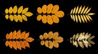 Autumn golden leaves isolated on transparent background, ready for t-shirt design, clipart, stickers, sublimation and print-on-demand projects.