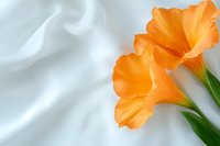 Orange gladiolus flowers with delicate petals against soft white silk fabric background creating elegant minimalist composition for wedding and romantic designs.