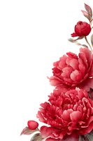 Watercolor red peony flowers on white background, isolated floral illustration for wedding invitations, greeting cards and botanical design.