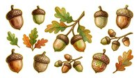 Acorn and oak leaf botanical illustrations in watercolor style. Isolated autumn elements suitable for fall designs, invitations, and seasonal graphics.